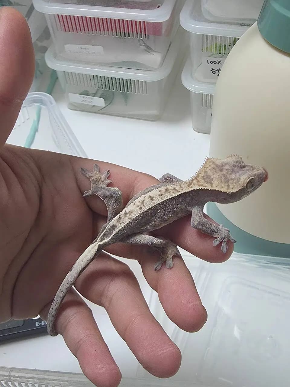 상품 이미지 2