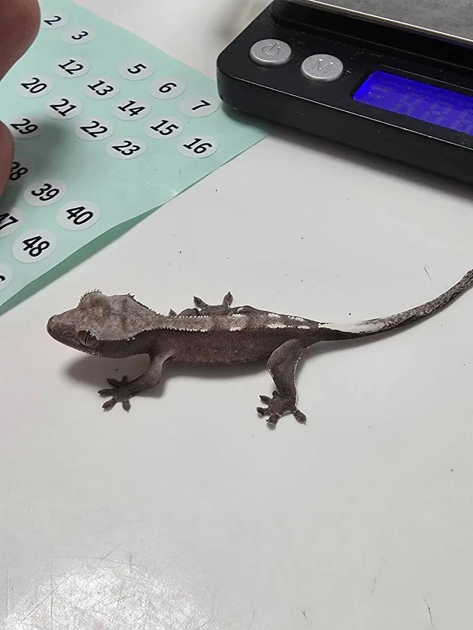 상품 이미지 2
