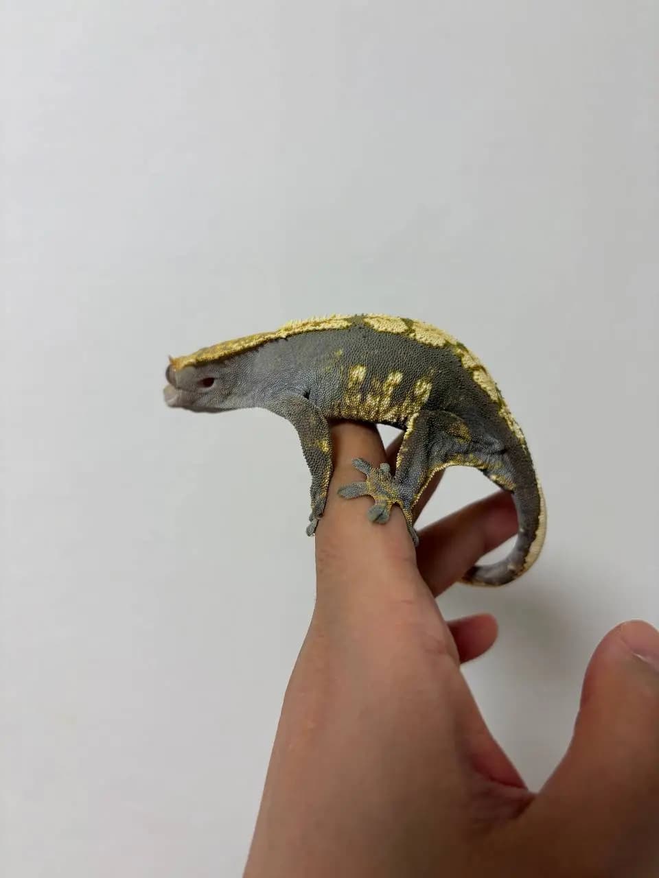 모 개체