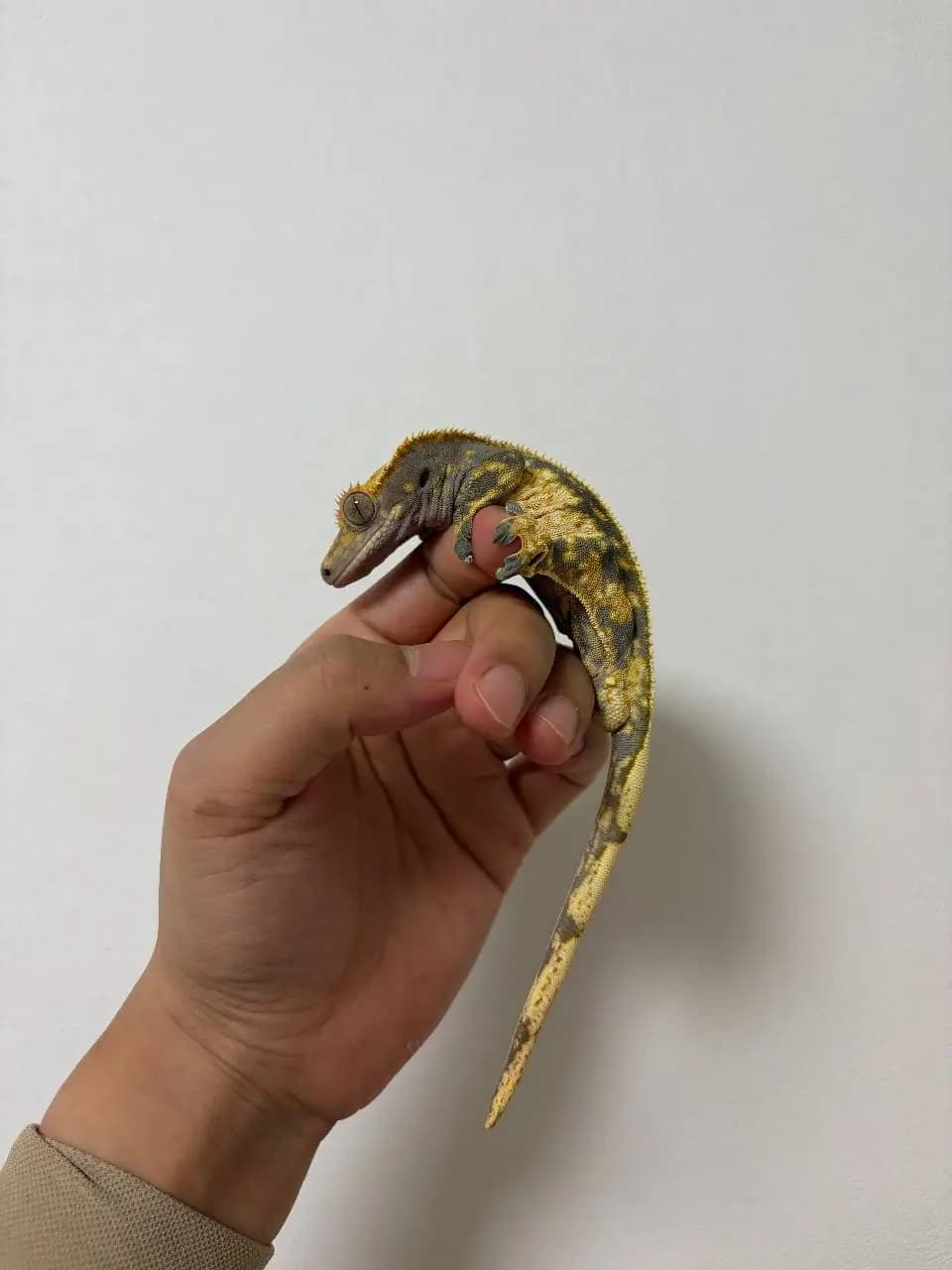 부 개체
