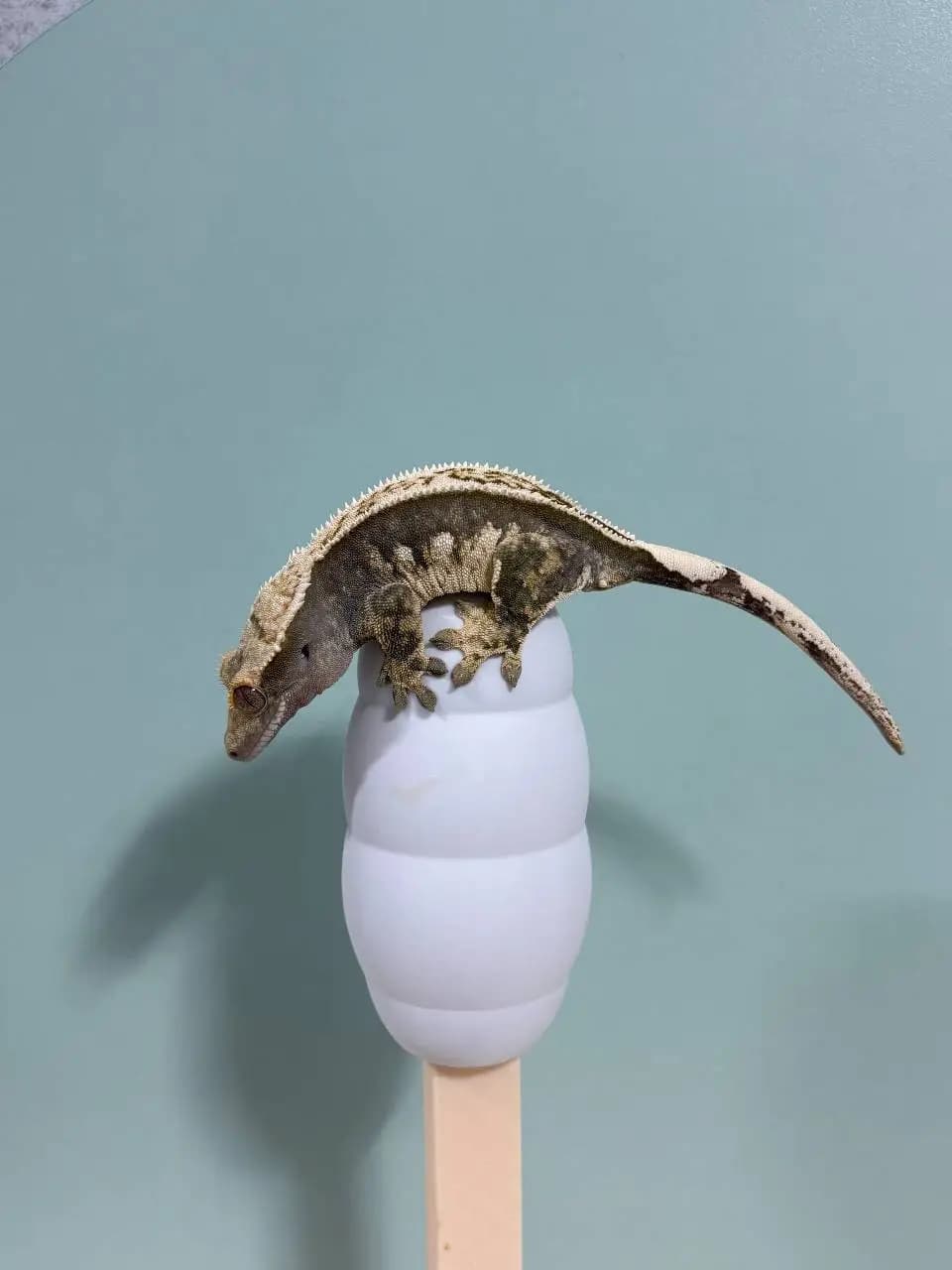 상품 이미지 1