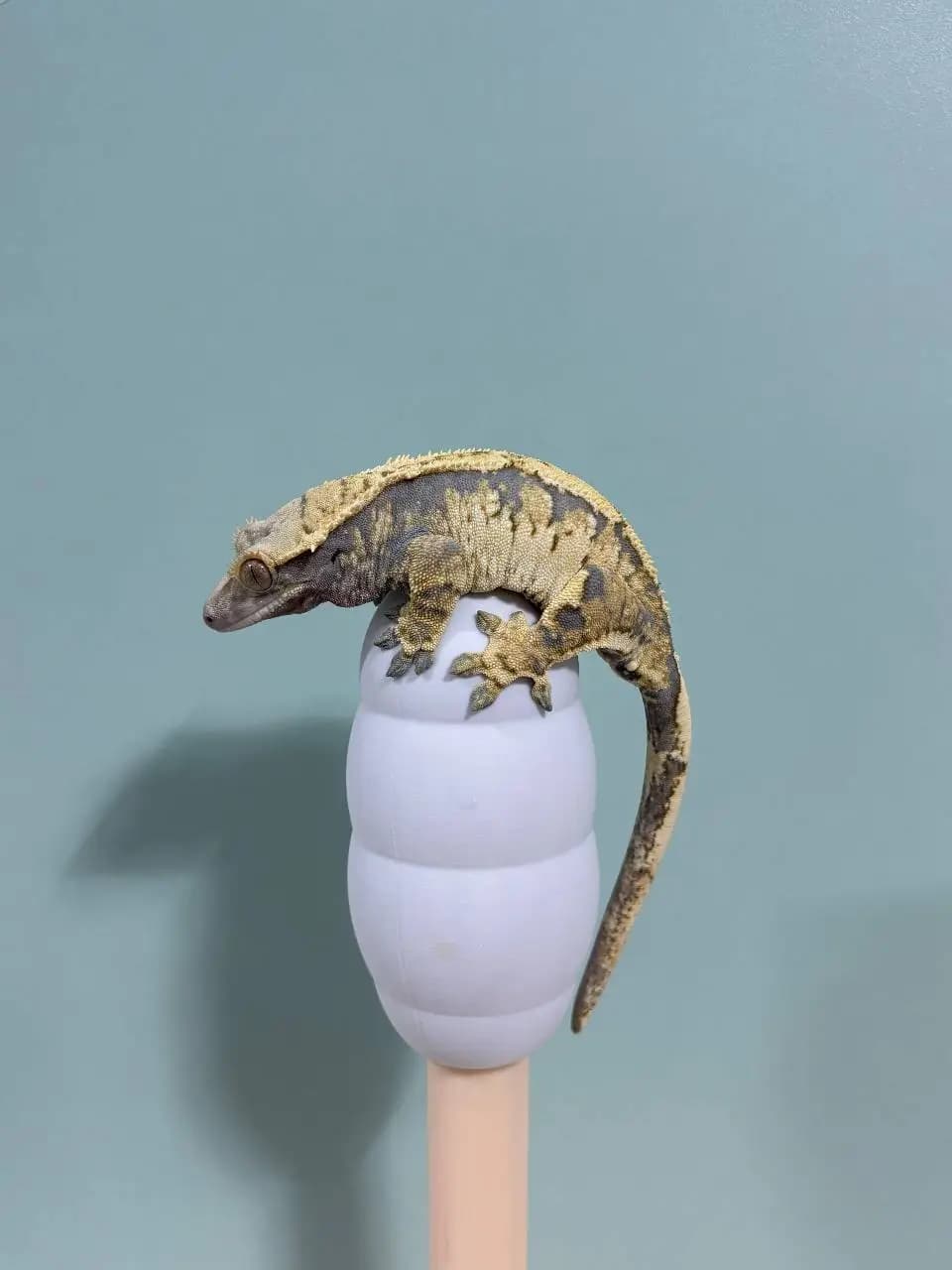 상품 이미지 1