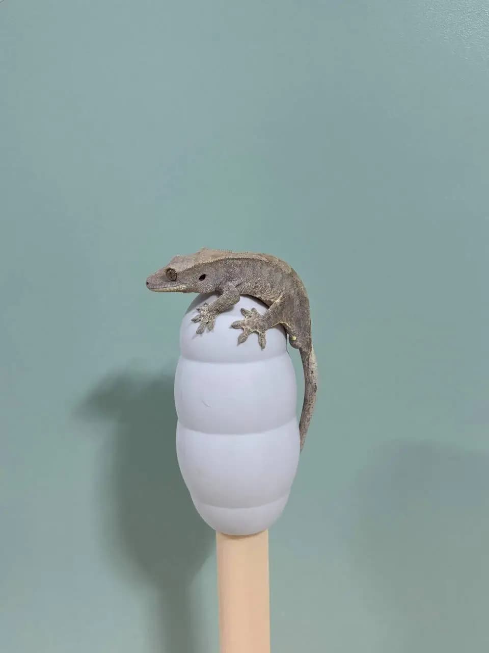 상품 이미지 1