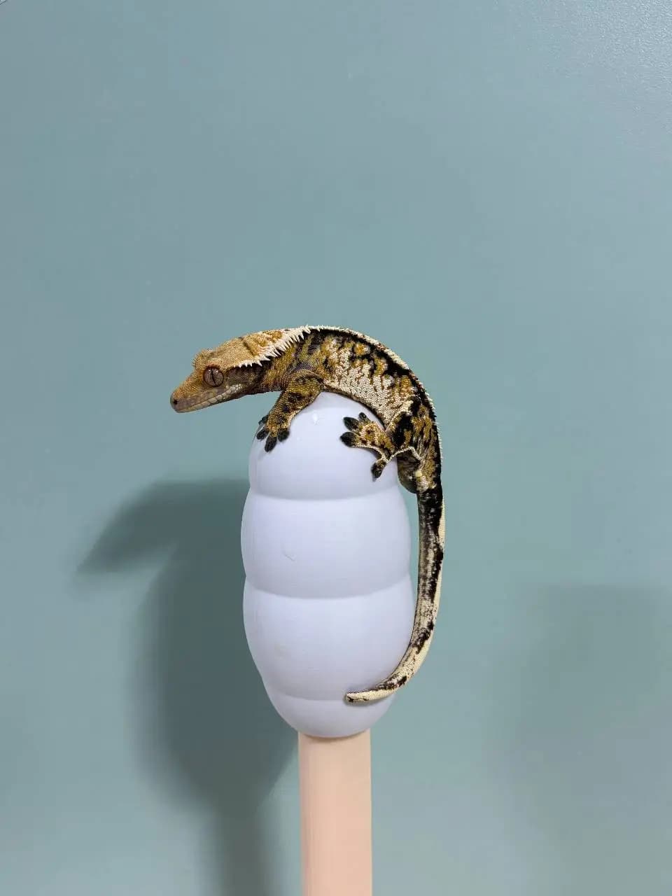 상품 이미지 1