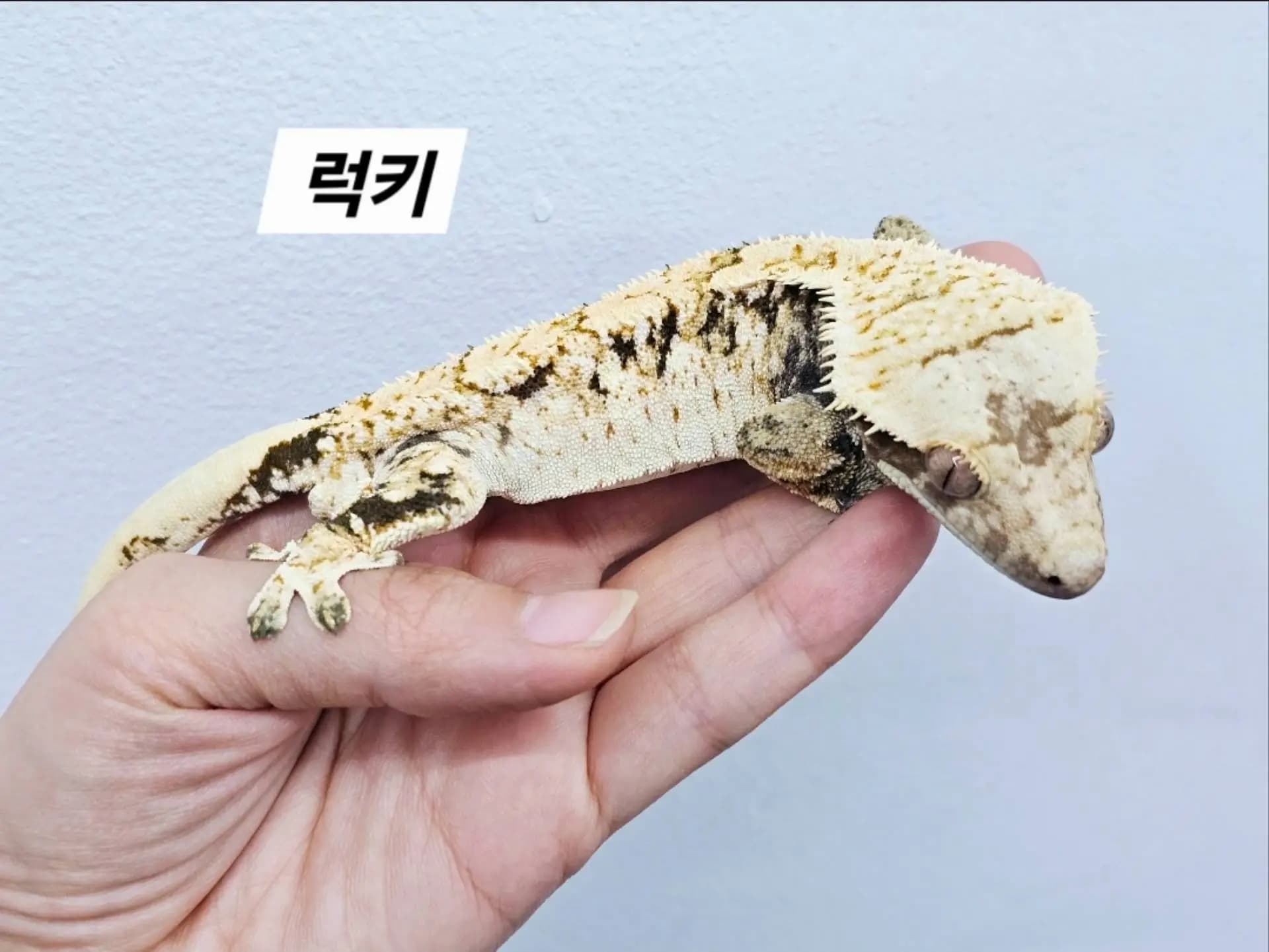 부 개체