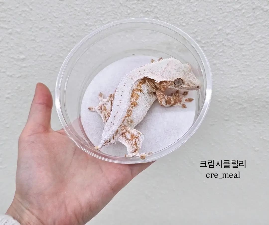 부 개체