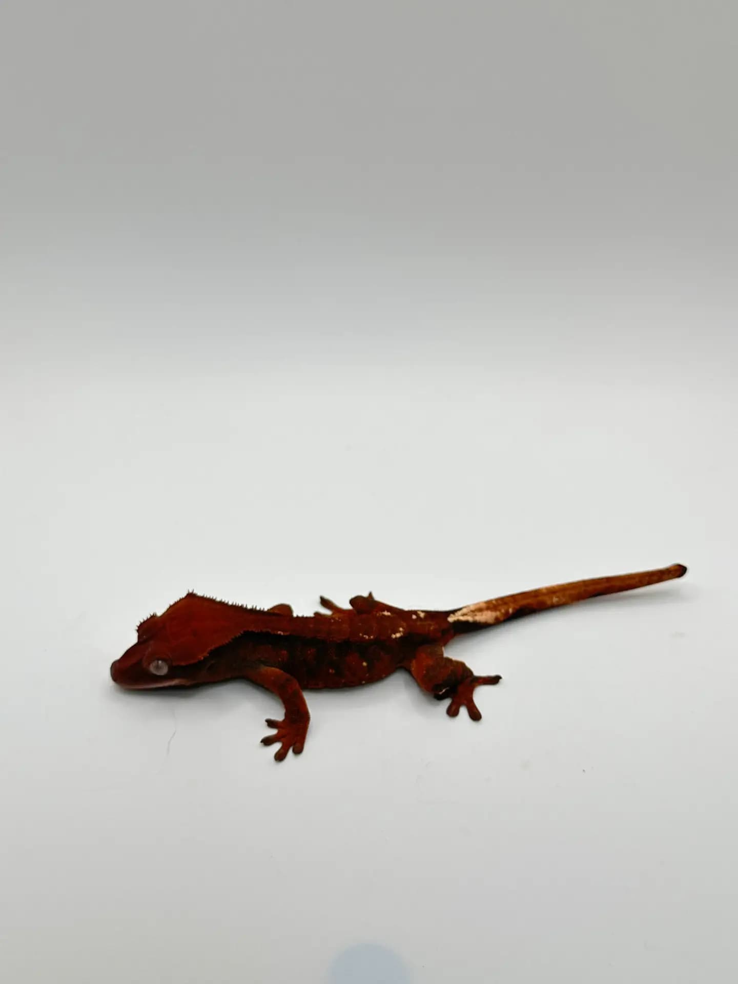 상품 이미지 3