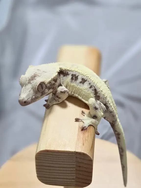 모 개체