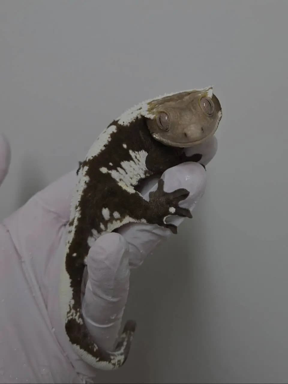 부 개체