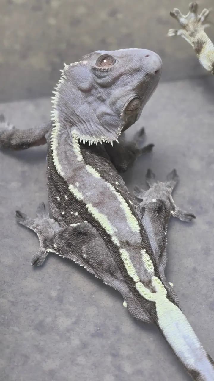 부 개체