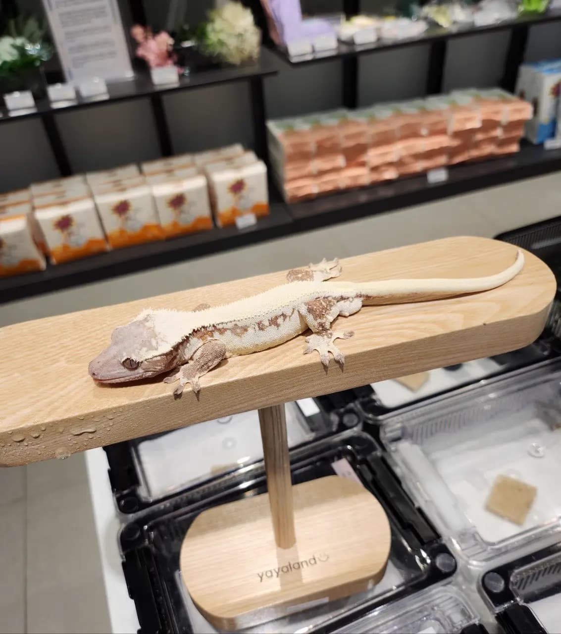 부 개체