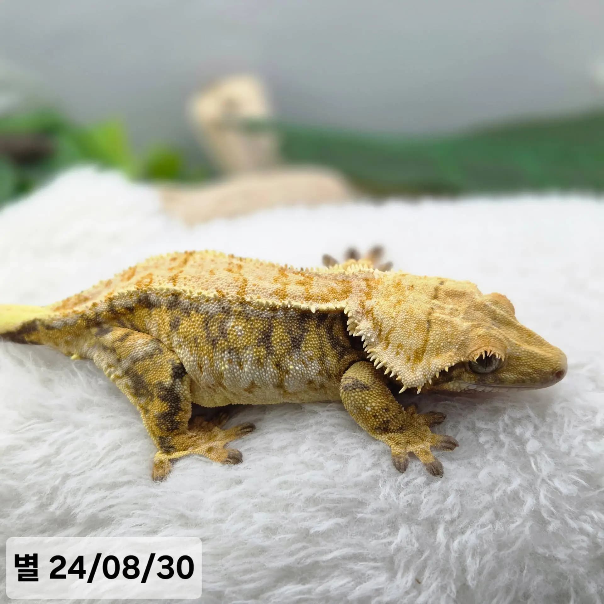 상품 이미지 1