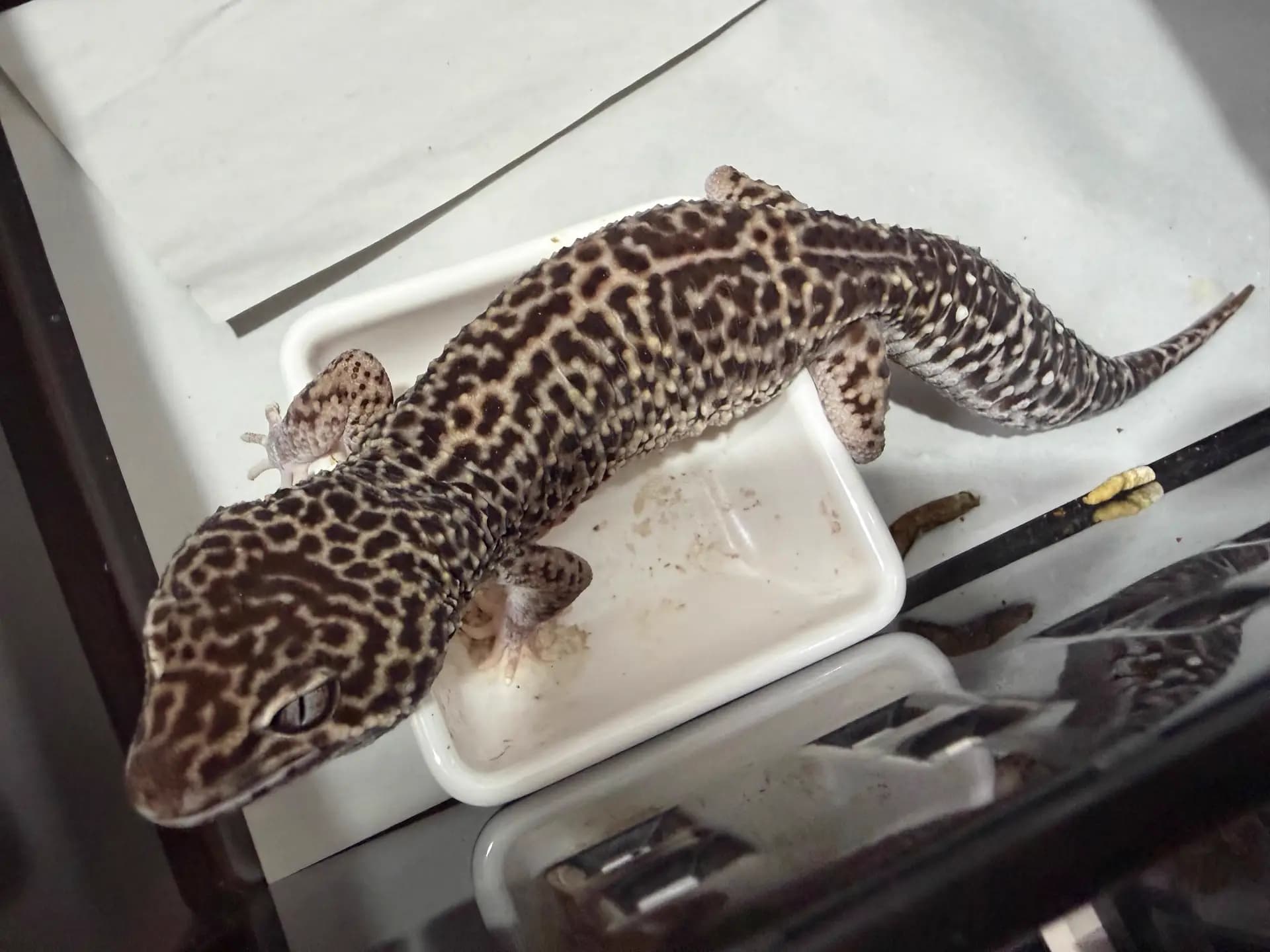 부 개체