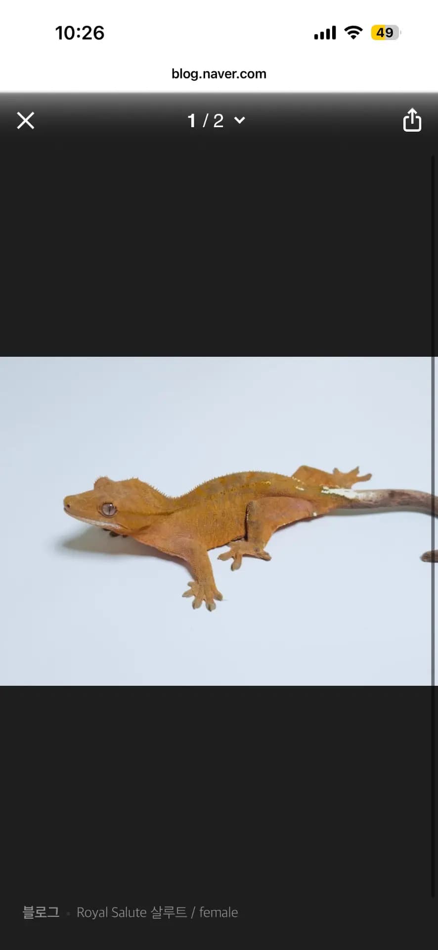 모 개체