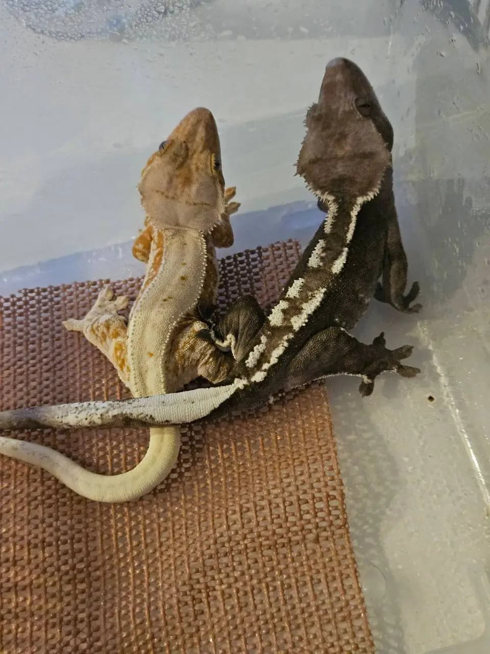 부 개체