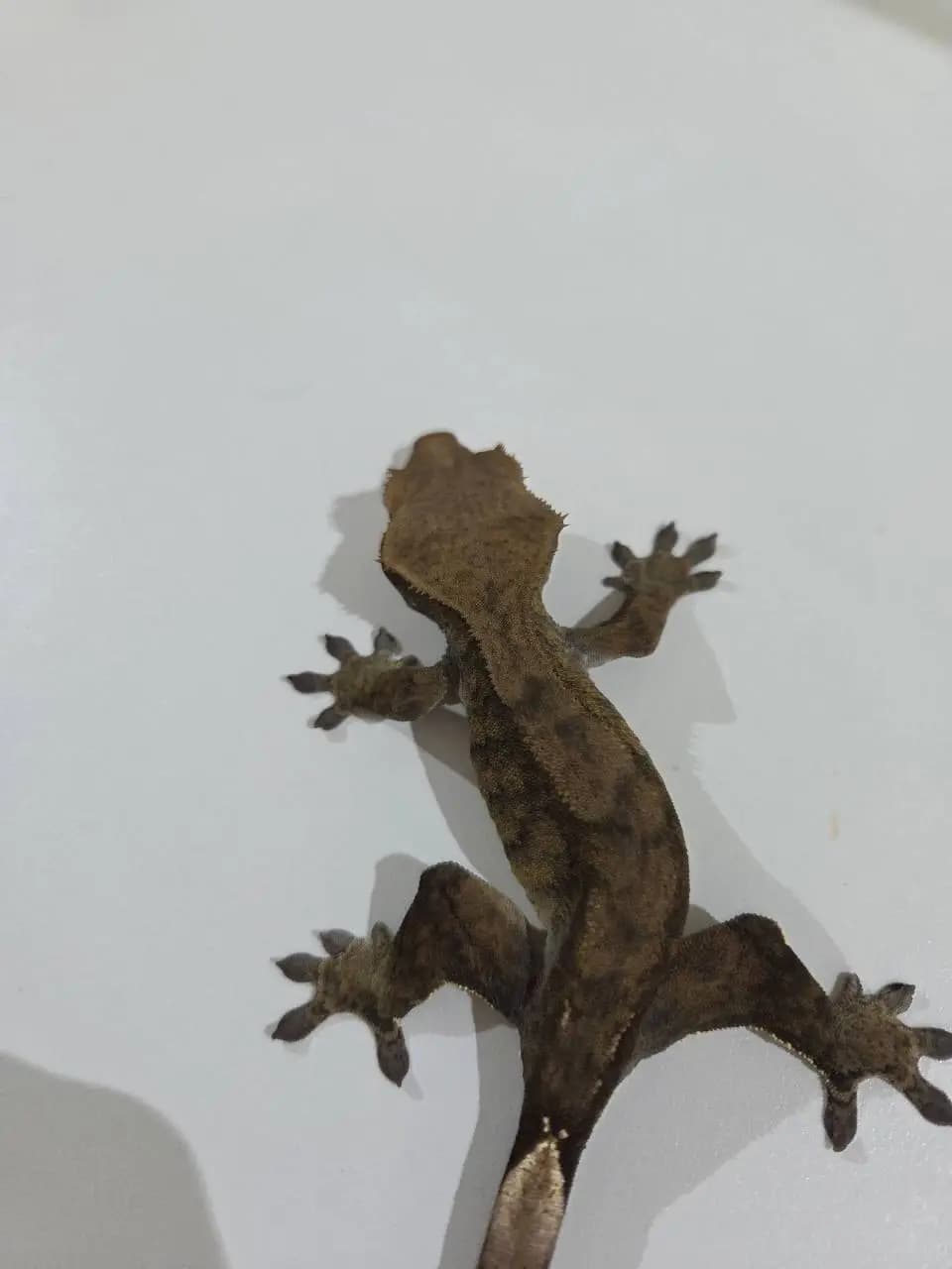 상품 이미지 2
