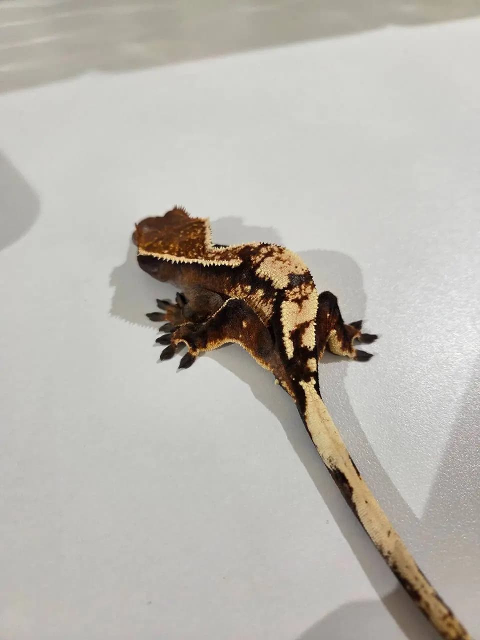 상품 이미지 2