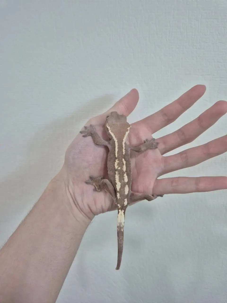 상품 이미지 2