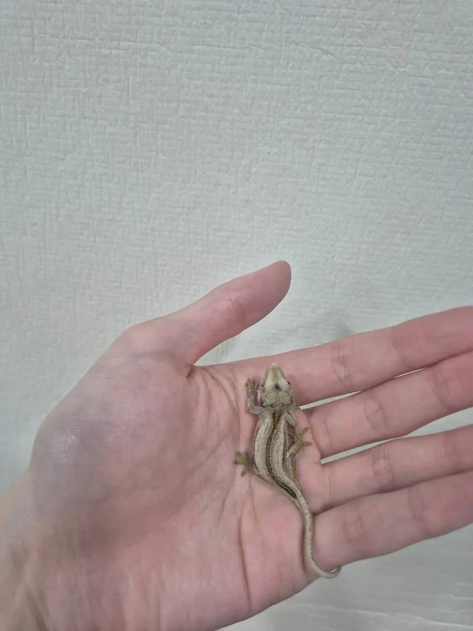 상품 이미지 2