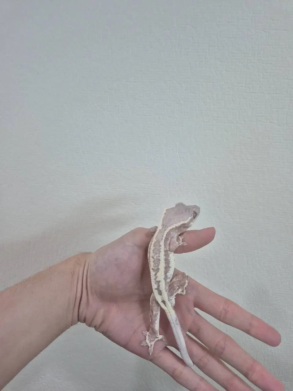상품 이미지 2