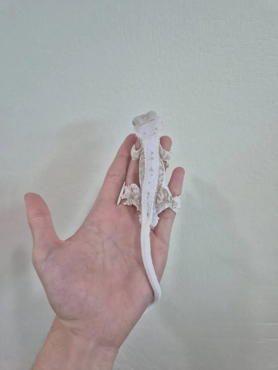 상품 이미지 2