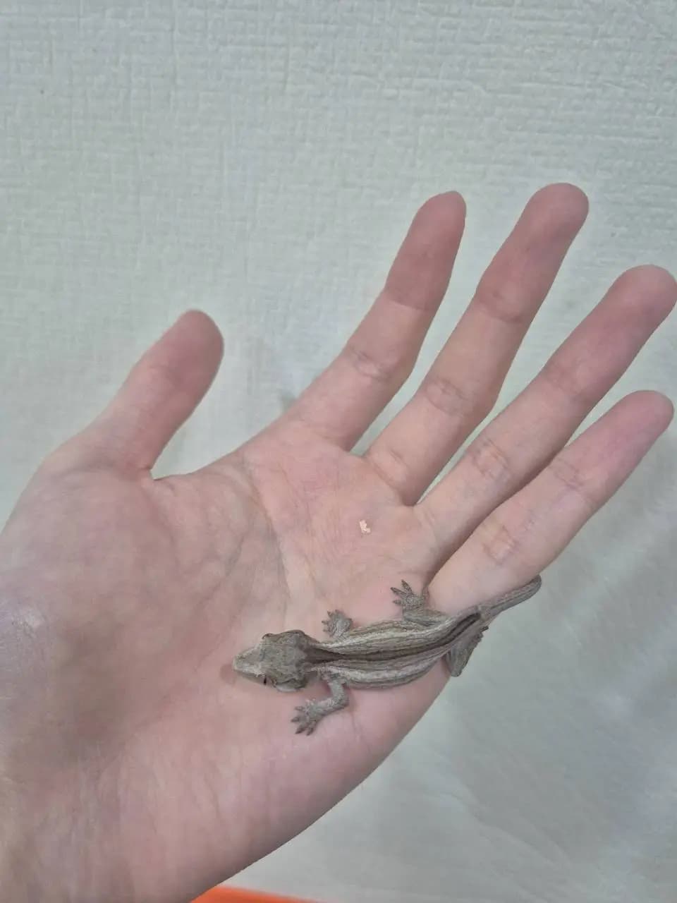 상품 이미지 2