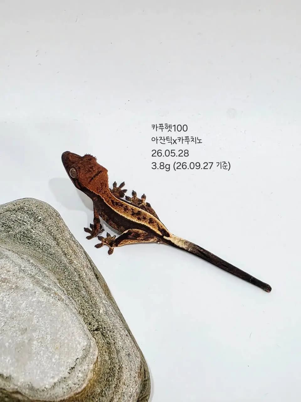 상품 이미지 2