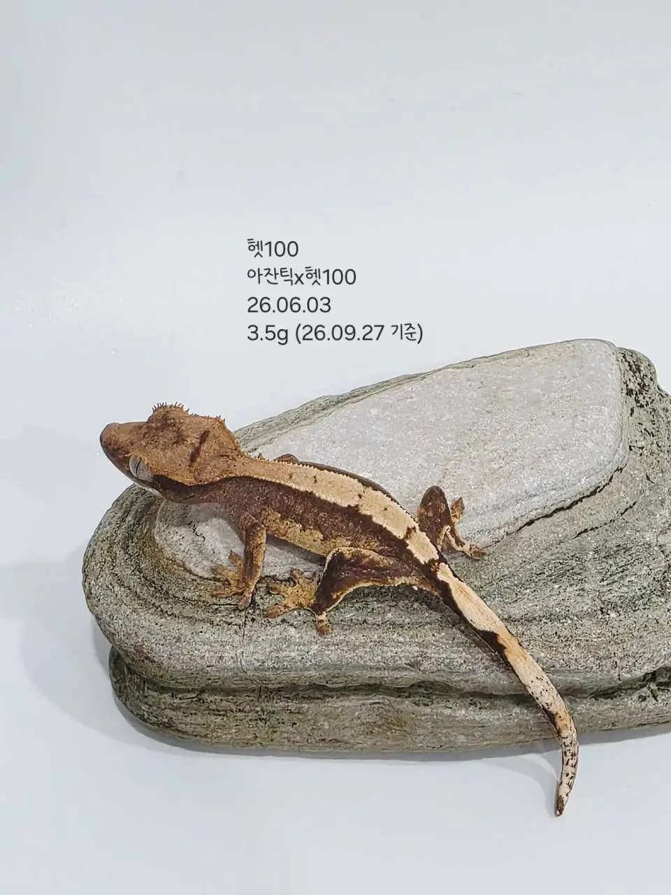 상품 이미지 2