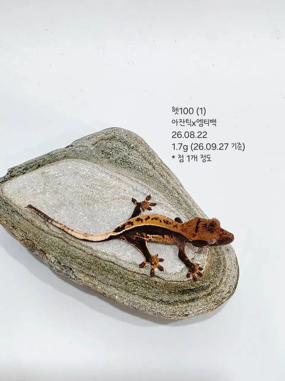상품 이미지 1