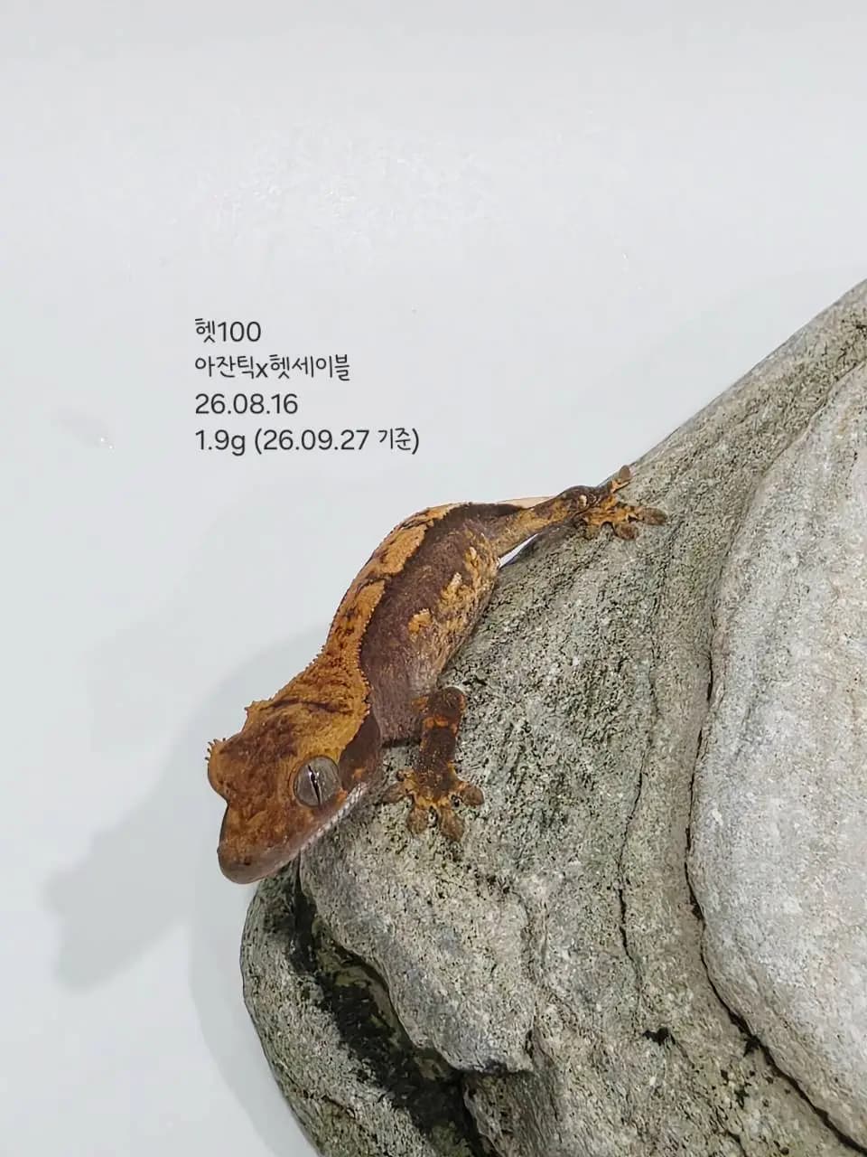 상품 이미지 2