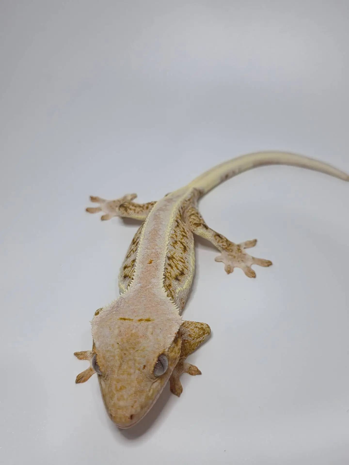 모 개체