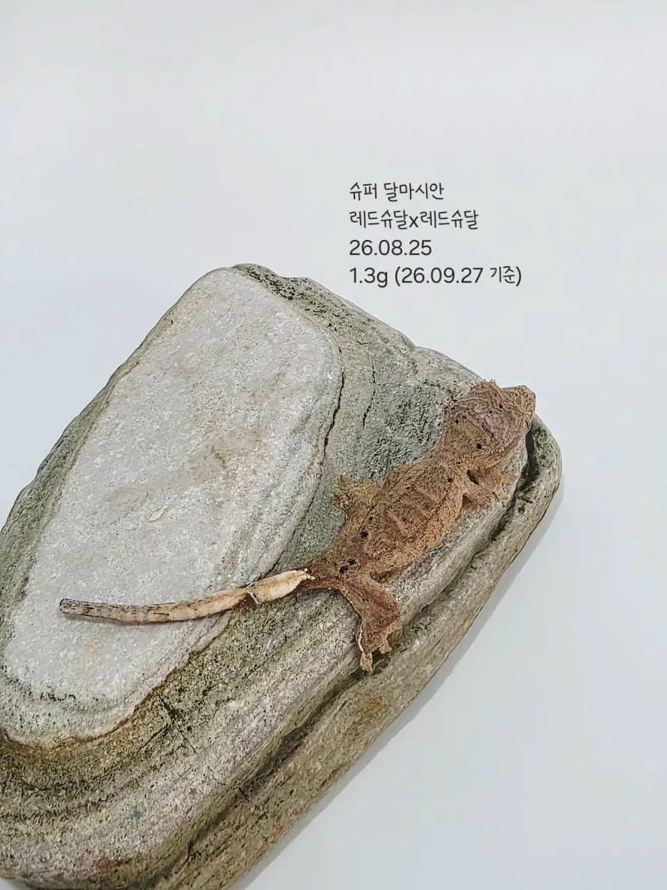상품 이미지 1