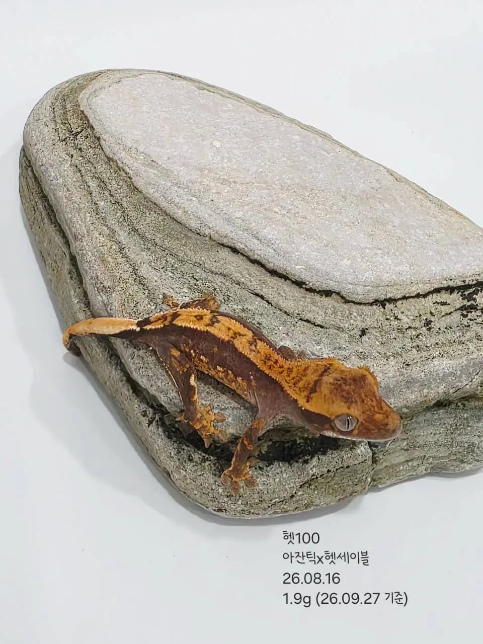상품 이미지 3