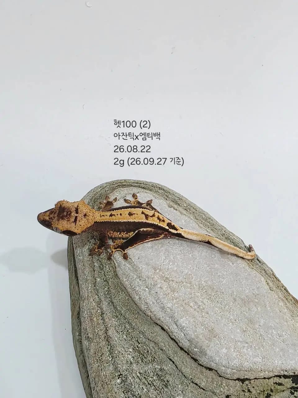 상품 이미지 2