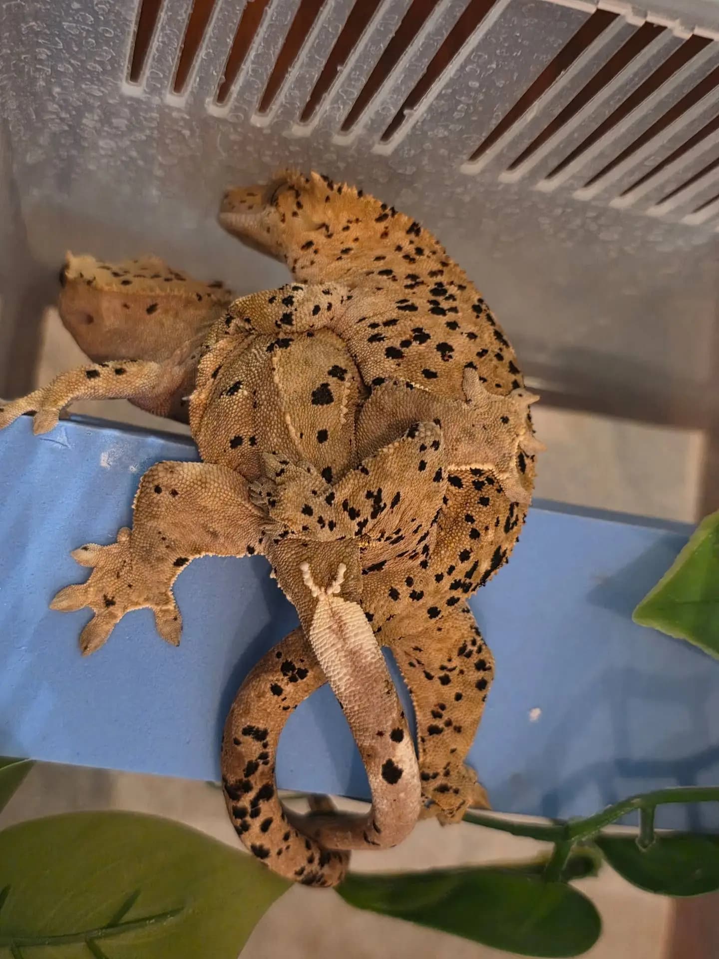 부 개체