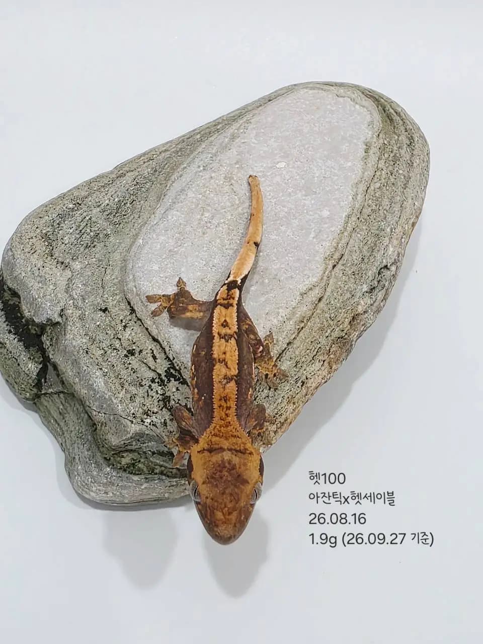상품 이미지 1