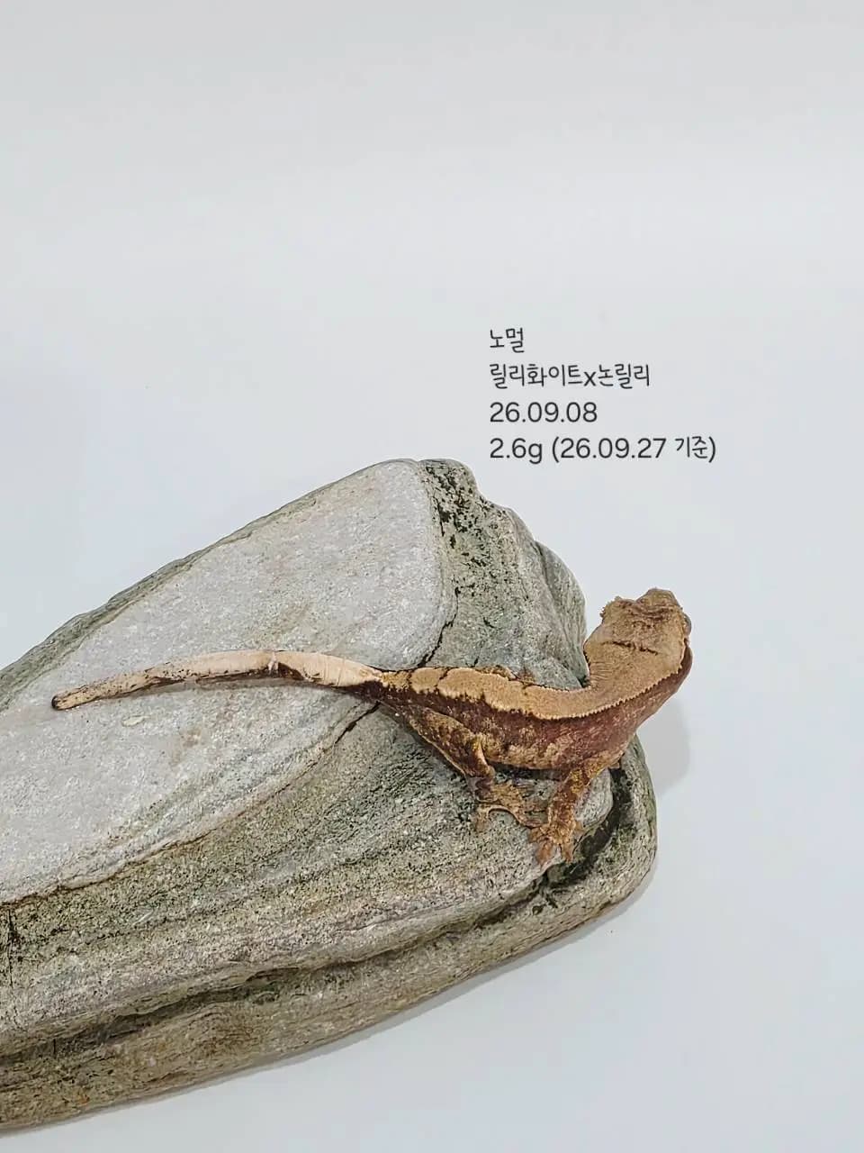 상품 이미지 2
