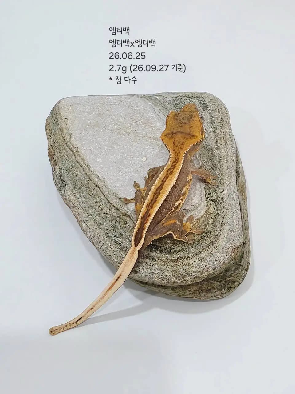 상품 이미지 2
