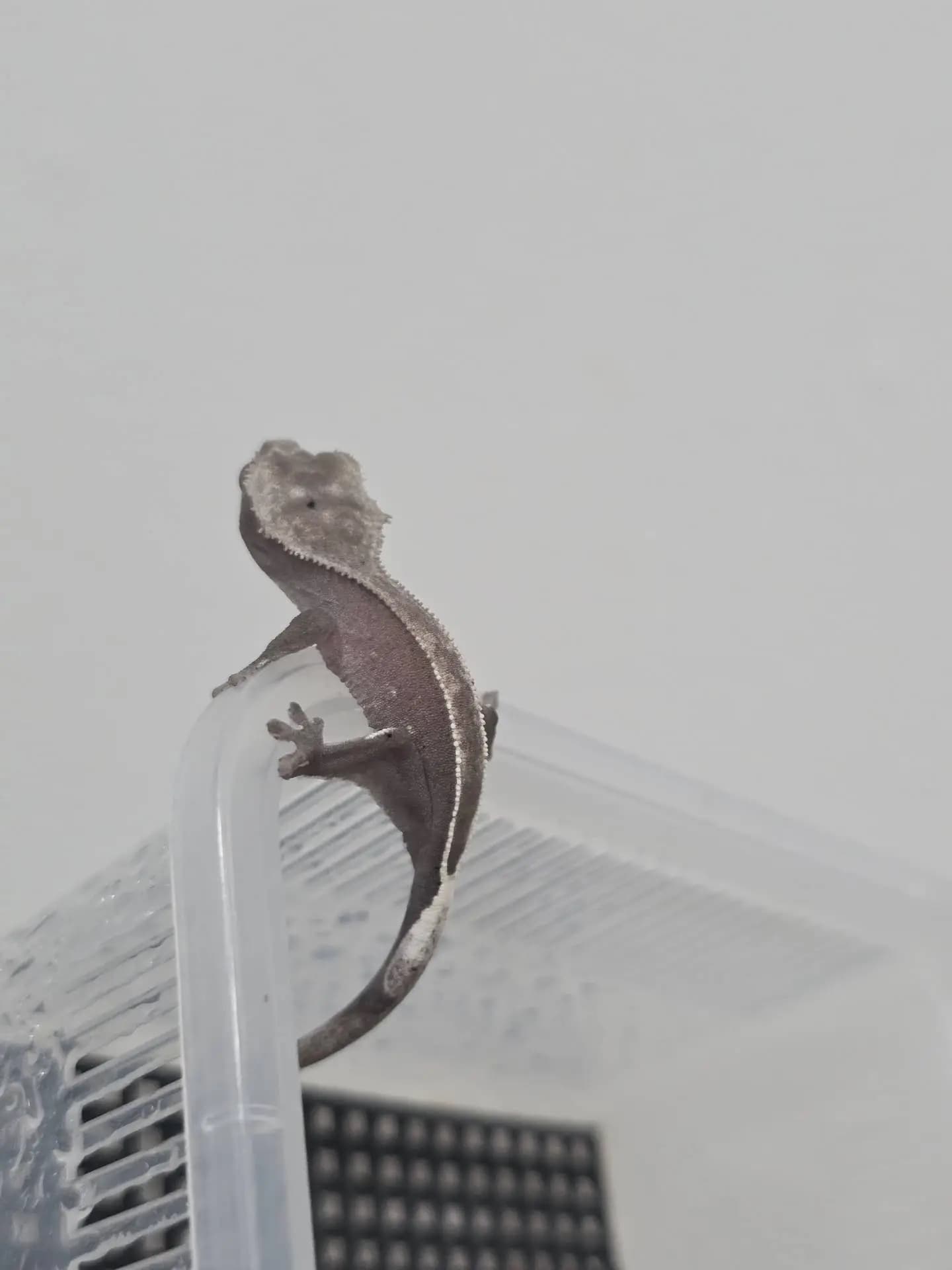 상품 이미지 2