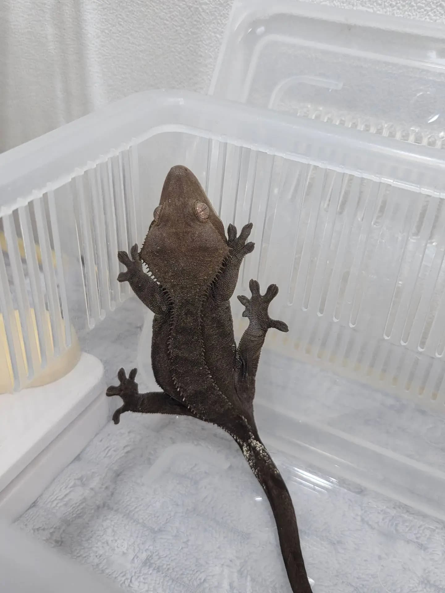 모 개체