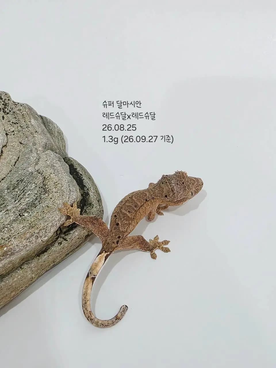 상품 이미지 2