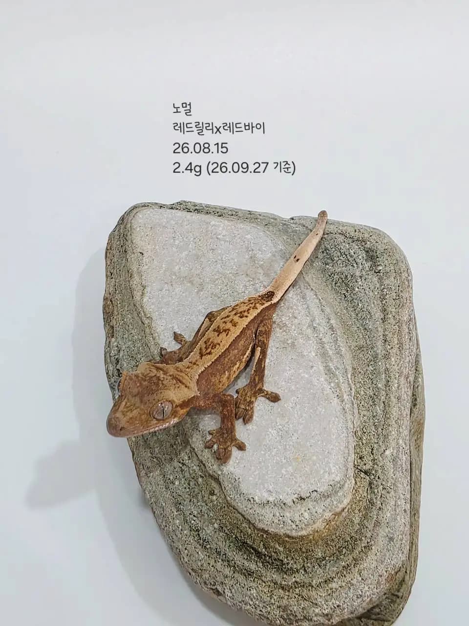 상품 이미지 1