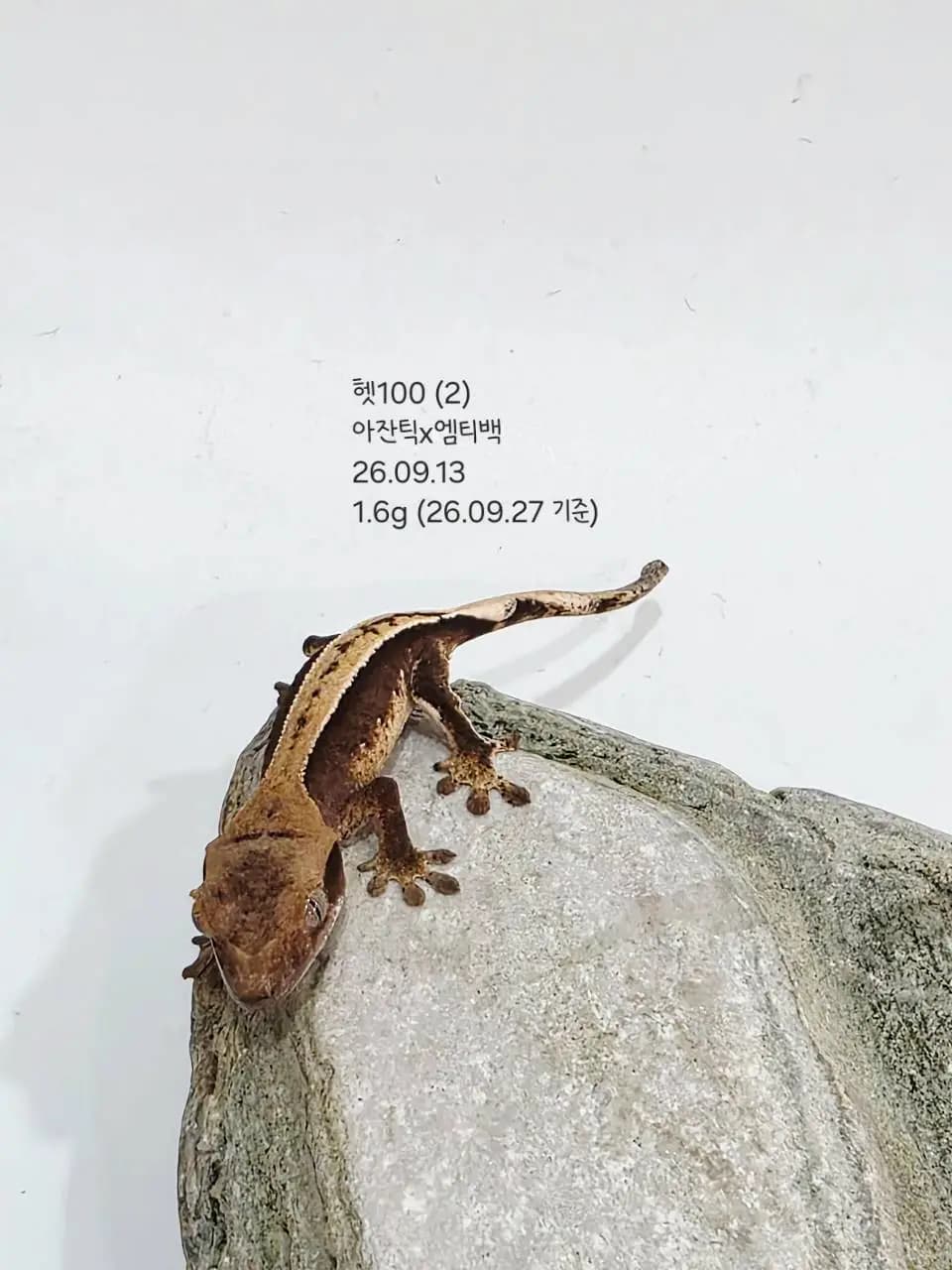 상품 이미지 2