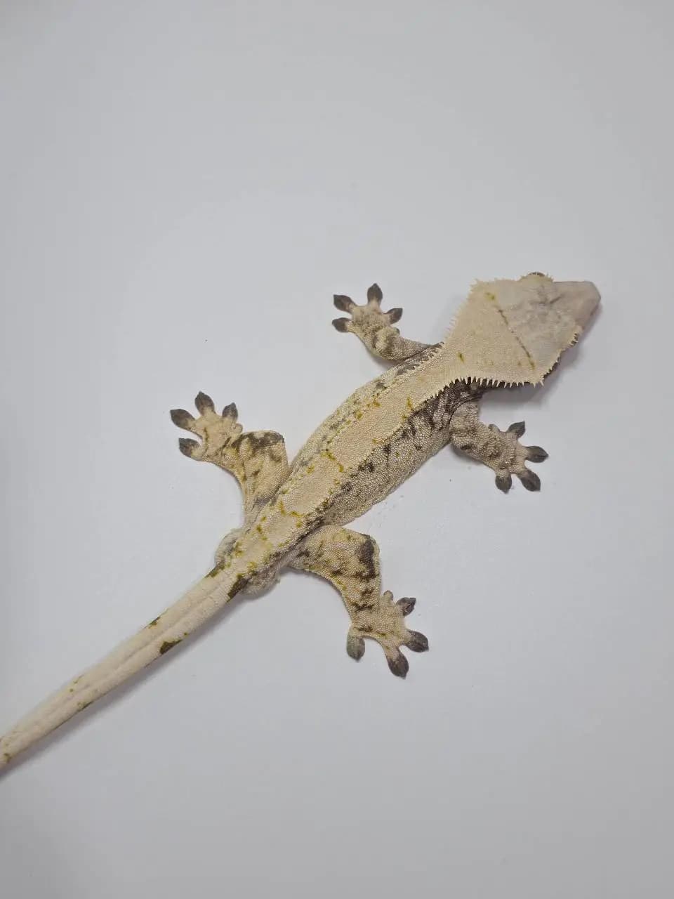 상품 이미지 1