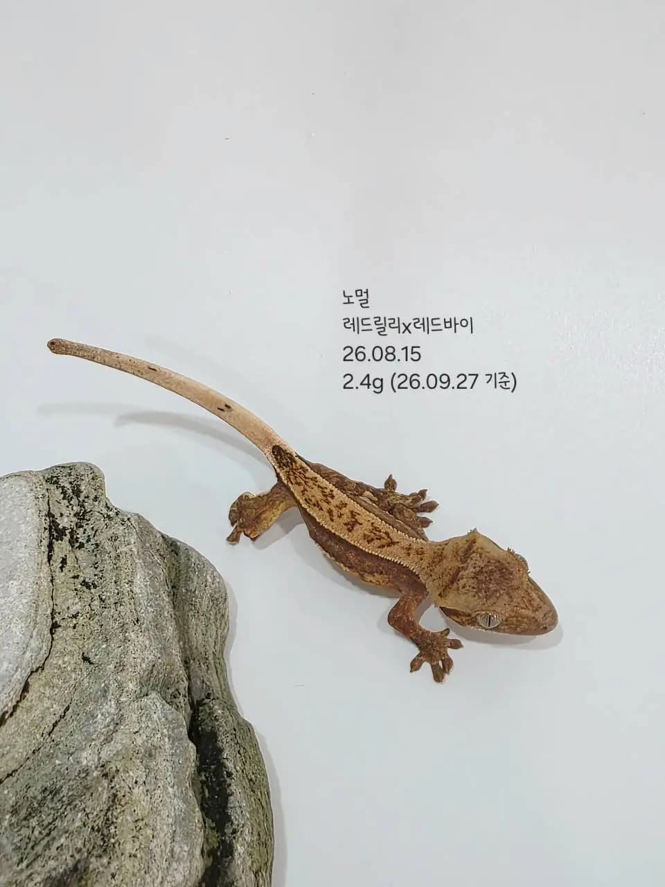 상품 이미지 2