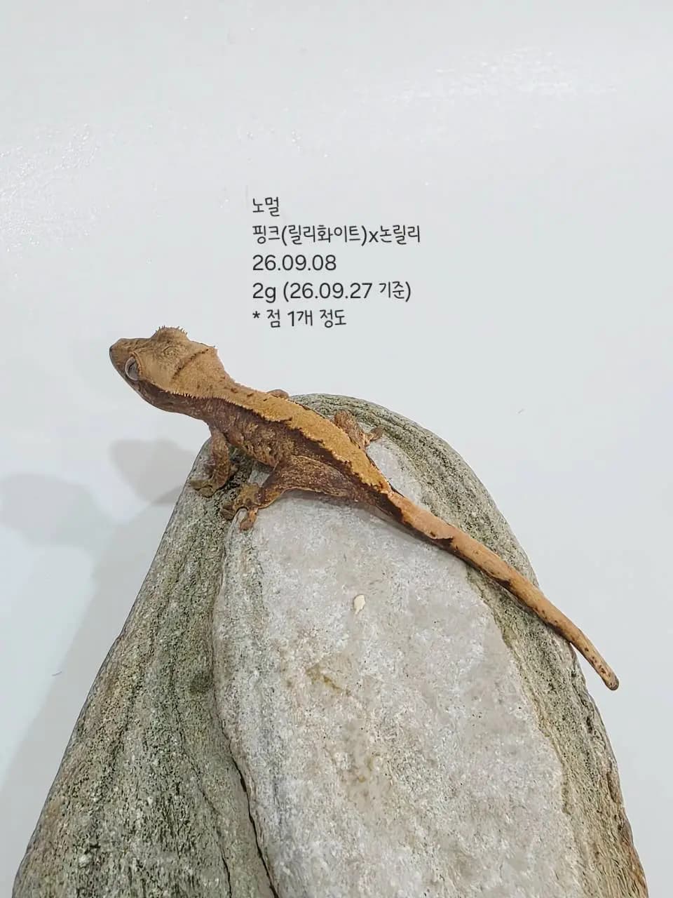 상품 이미지 2