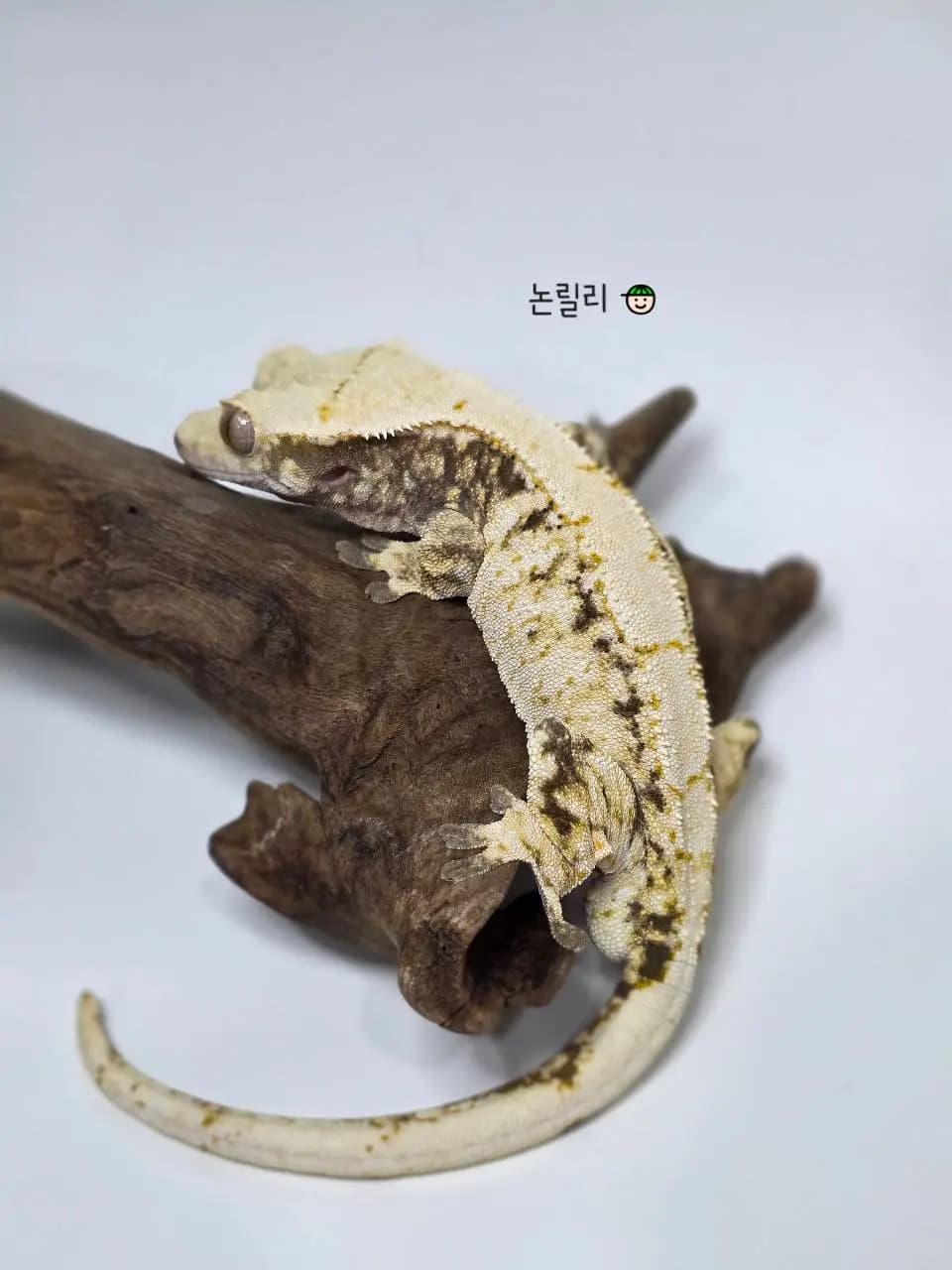 부 개체
