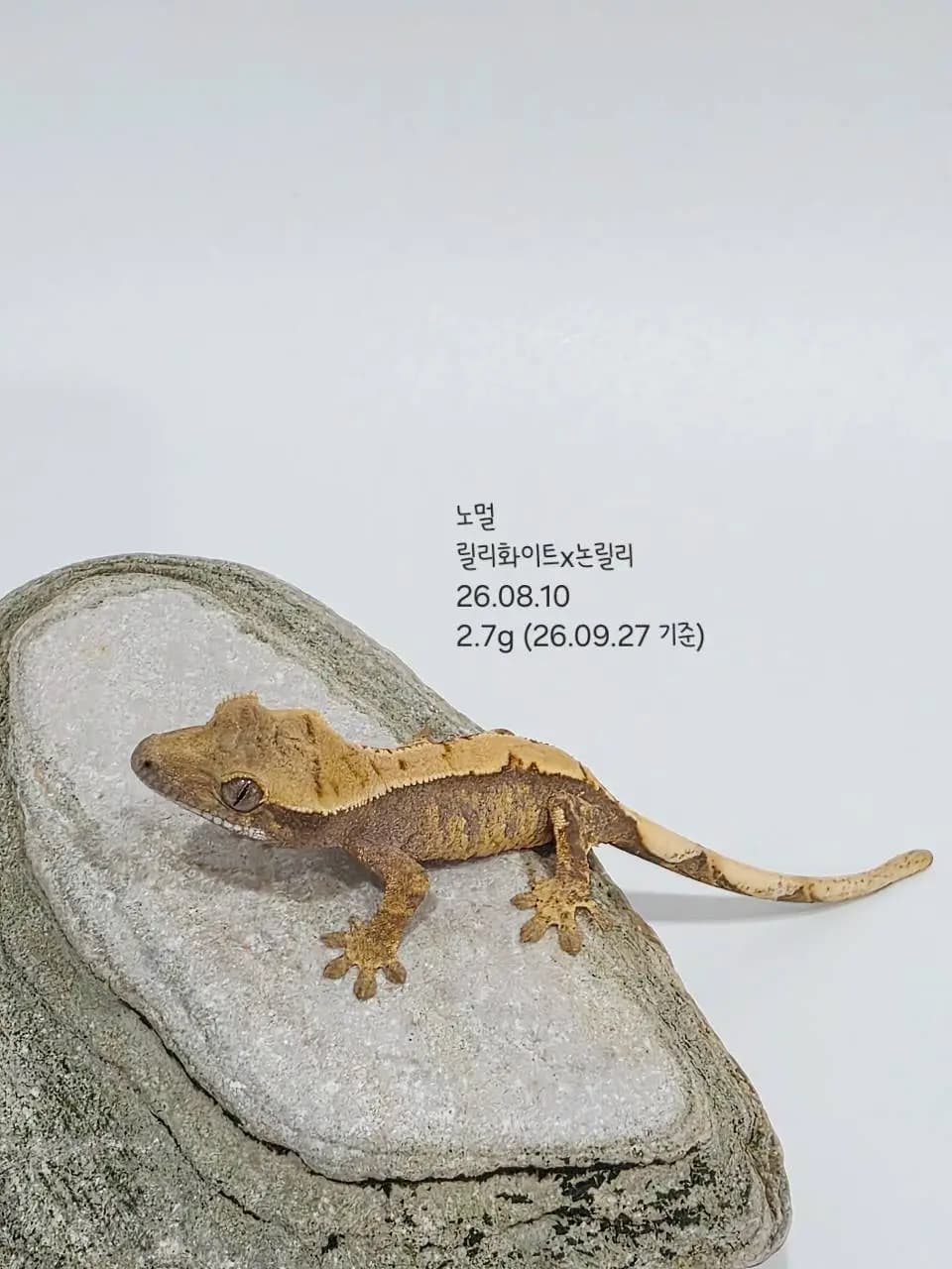 상품 이미지 2