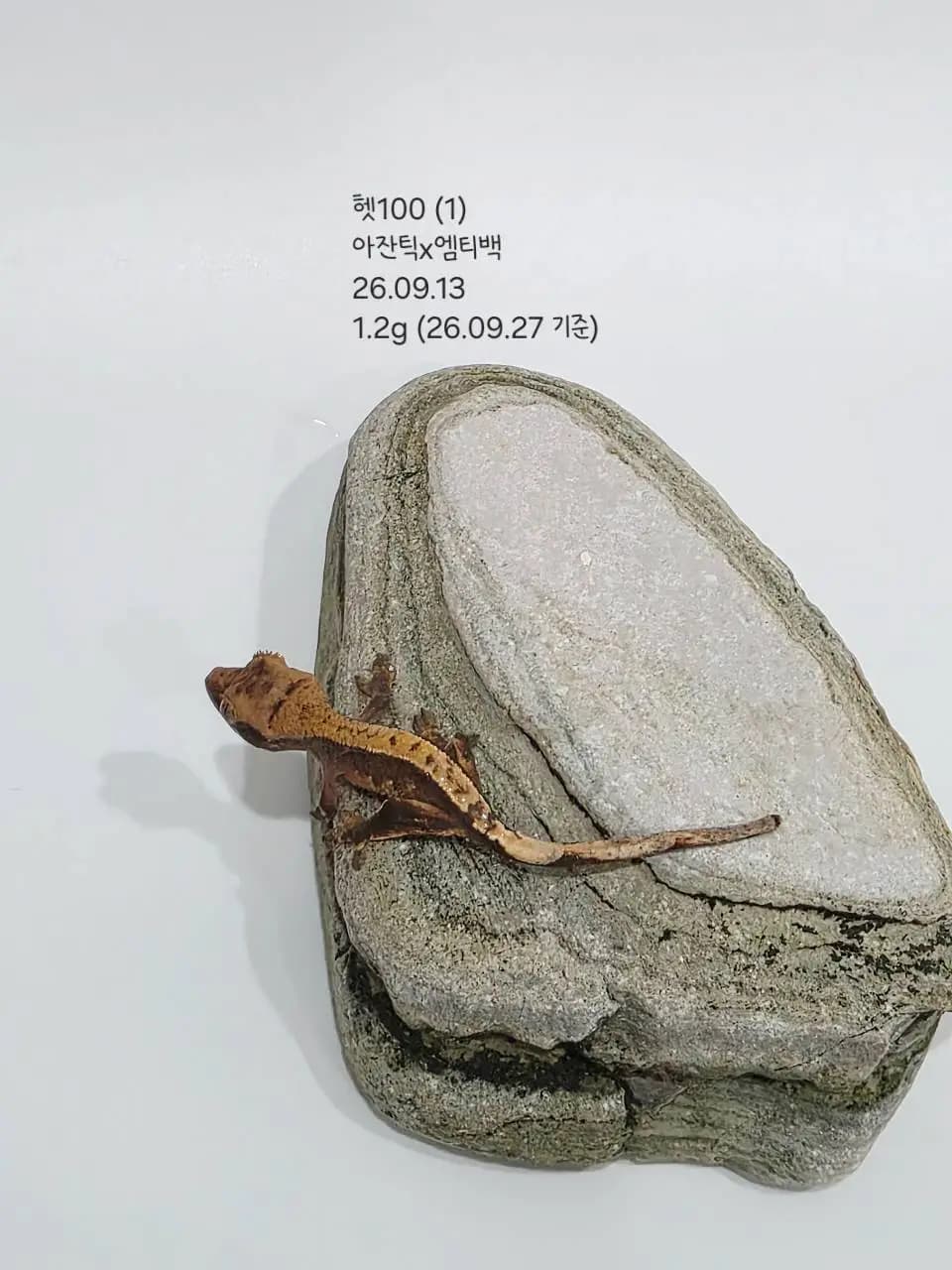 상품 이미지 1