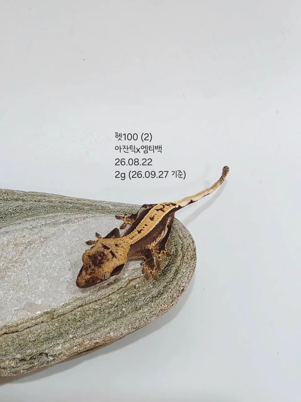 상품 이미지 1